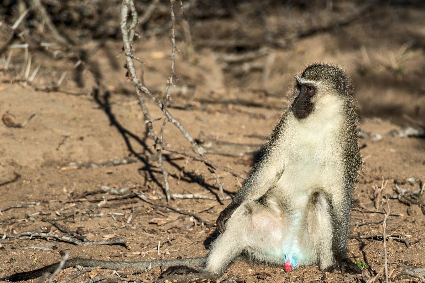 Kruger 262 copia
